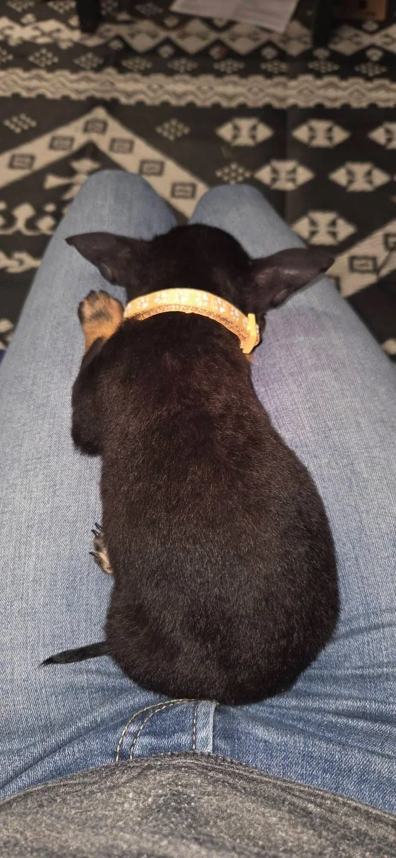 A baby small-sized female Black Chihuahua dog named Poppy for adoption in Kannapolis, NC