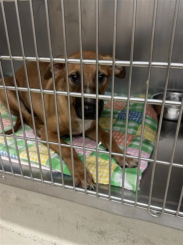 A young medium-sized female Labrador Retriever dog named Dilly for adoption in Austin, TX