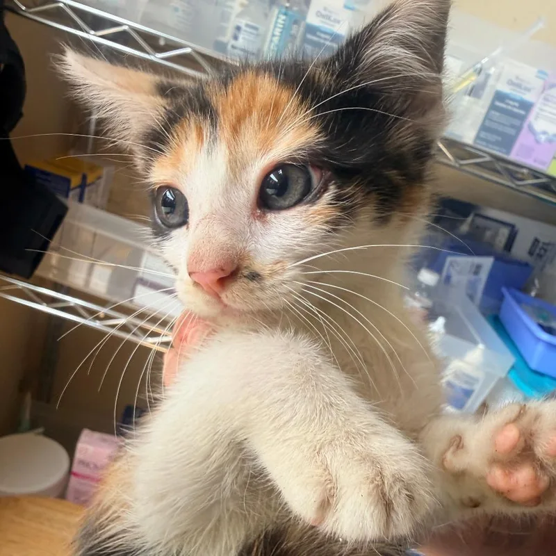 A baby small-sized female Calico Domestic Short Hair cat named Buttercup for adoption in Corinth, MS