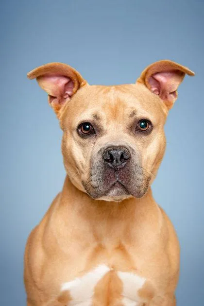 An adult medium-sized female Pit Bull Terrier dog named Nala Donna for adoption in Knoxville, TN