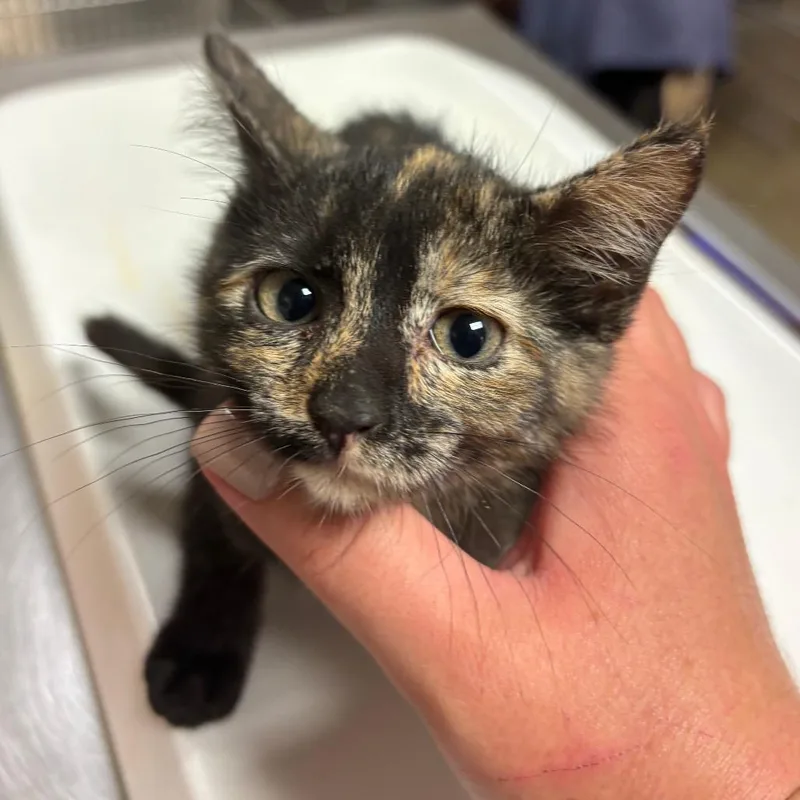 A baby small-sized female Tortoiseshell Domestic Short Hair cat named Boo for adoption in Emporia, KS