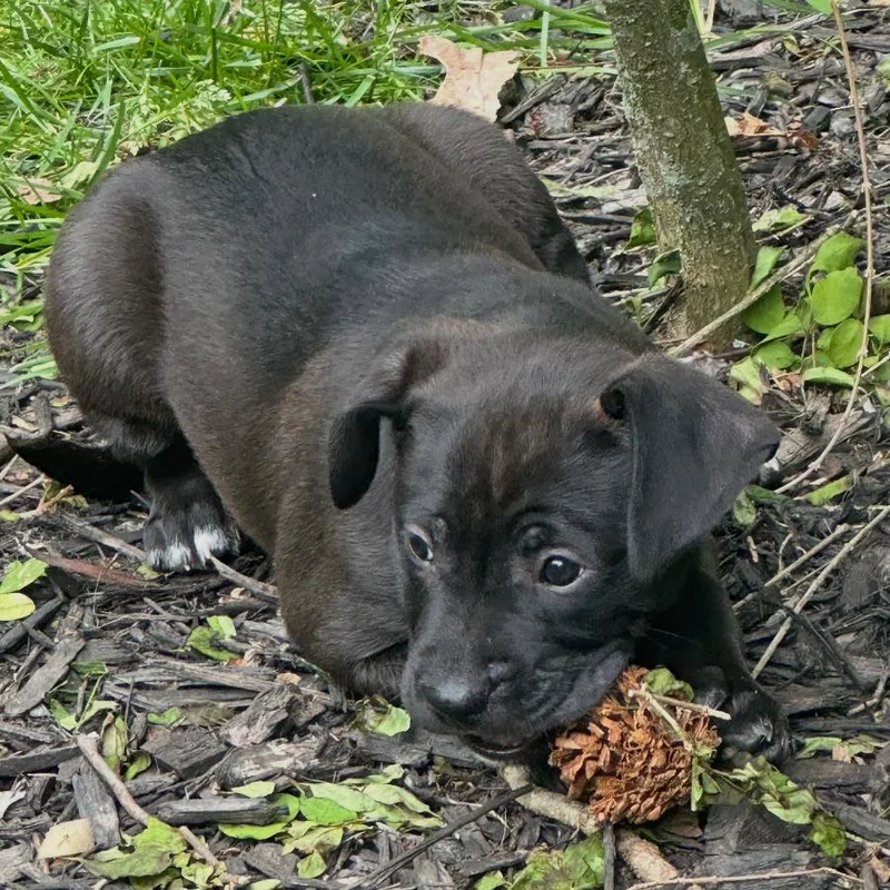 Darla