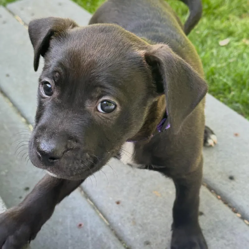 Darla thumbnail 3