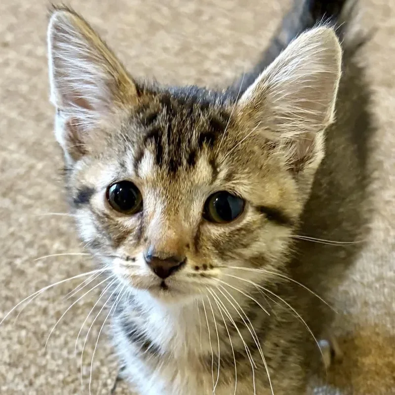 A baby medium-sized female Tabby (Buff / Tan / Fawn) Domestic Short Hair cat named Pinecone for adoption in Pontiac, MI