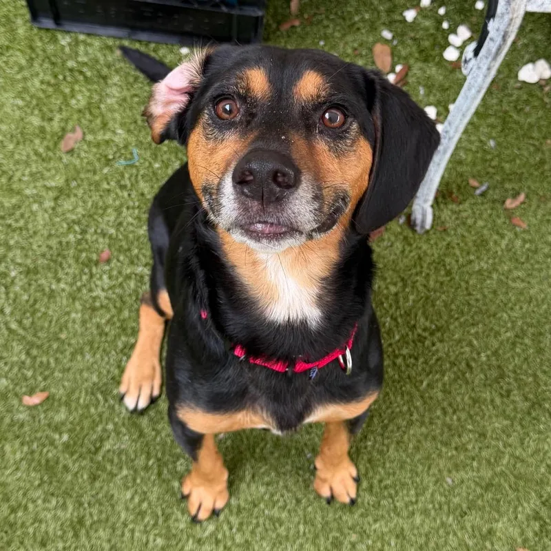 An adult medium-sized male Gray / Blue / Silver Beagle dog named Peanut for adoption in Titusville, FL