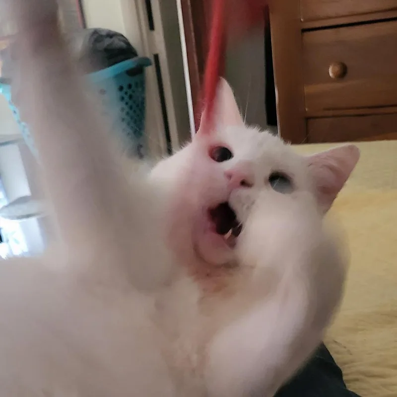 A senior large-sized male White Domestic Medium Hair cat named Bacchus for adoption in Lynchburg, VA