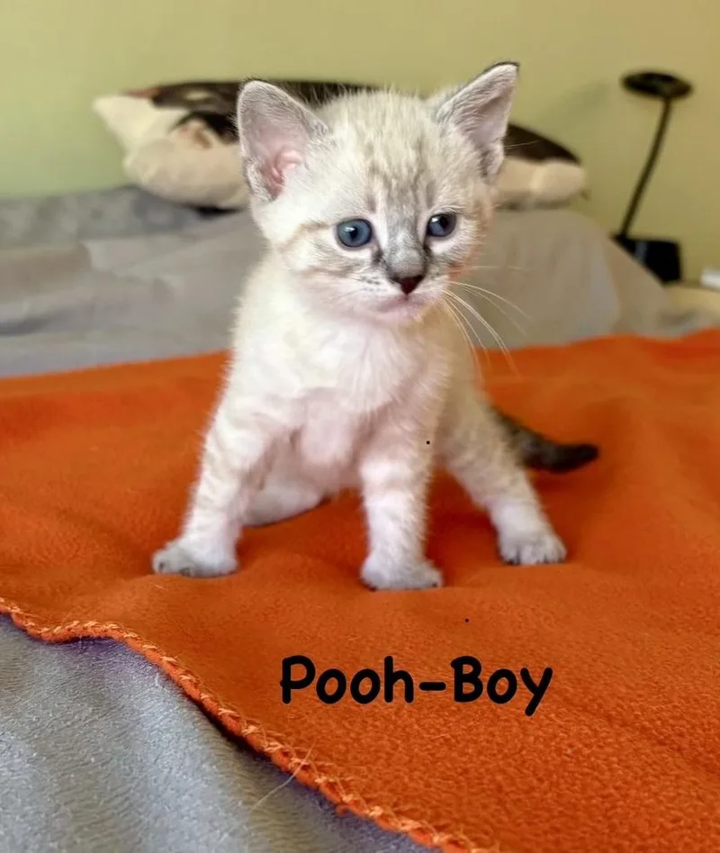 A baby small-sized male Gray & White Domestic Short Hair cat named Pooh for adoption in Telford, PA