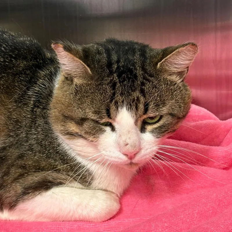An adult large-sized male White Domestic Short Hair cat named Bandit for adoption in Kennebunk, ME