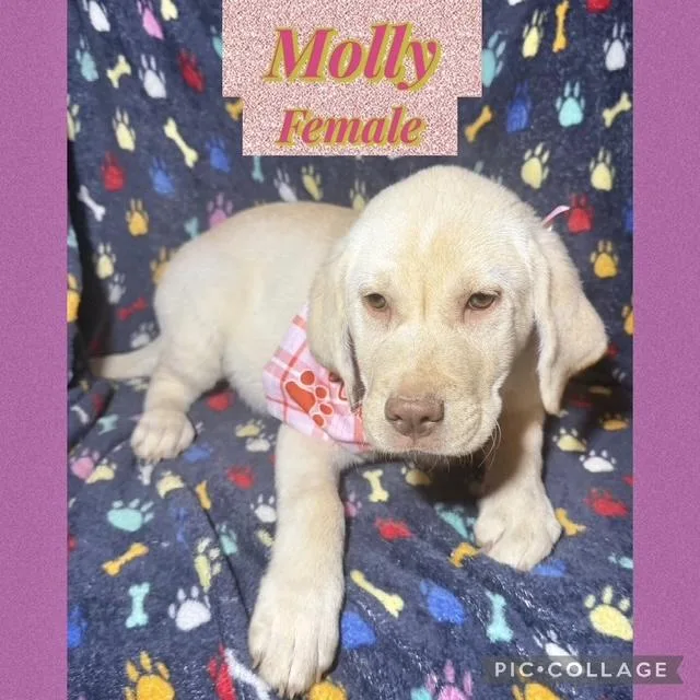 A baby large-sized female Labrador Retriever dog named Molly for adoption in Manchester, CT