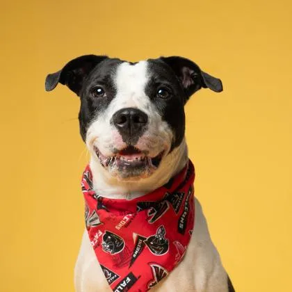An adult medium-sized female Pit Bull Terrier dog named Mitsy for adoption in Atlanta, GA