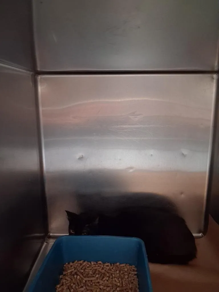 A young large-sized male Domestic Short Hair cat named Gidget for adoption in Cartersville , GA