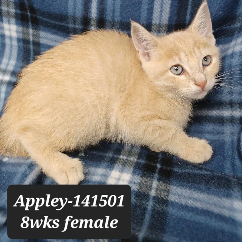 A baby small-sized female Domestic Short Hair cat named Appley for adoption in New Tazewell, TN