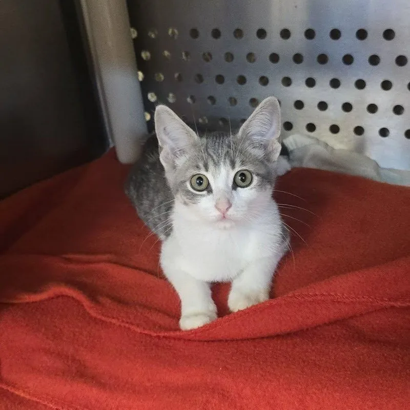 A baby medium-sized female White Domestic Short Hair cat named Scarlet for adoption in Orange, VA