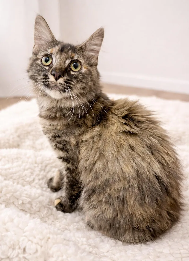 Hermione thumbnail 2