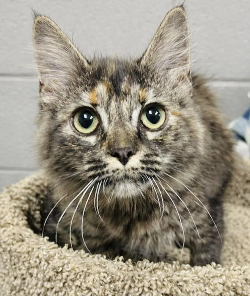 Hermione thumbnail 4