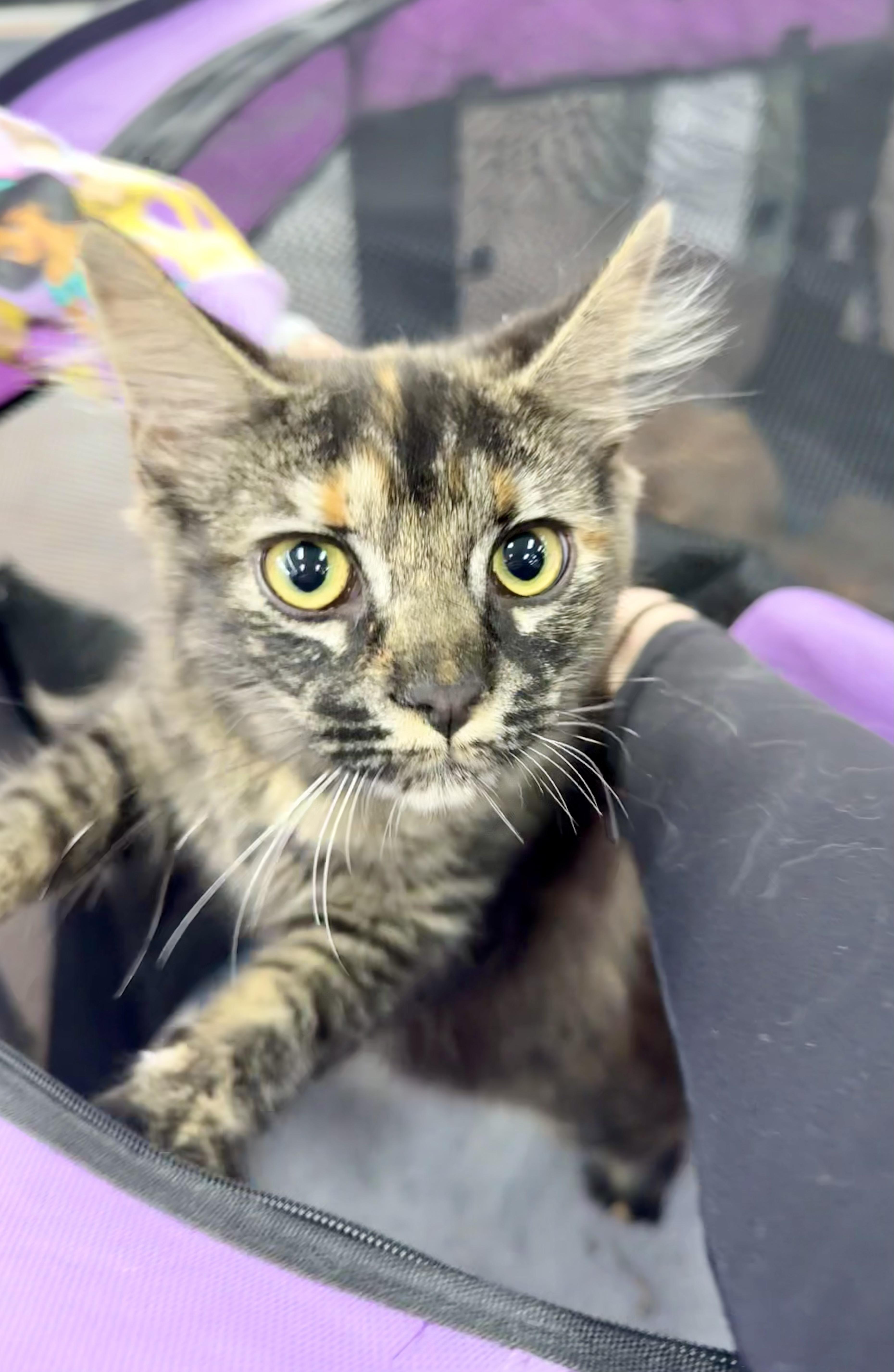 Hermione thumbnail 5