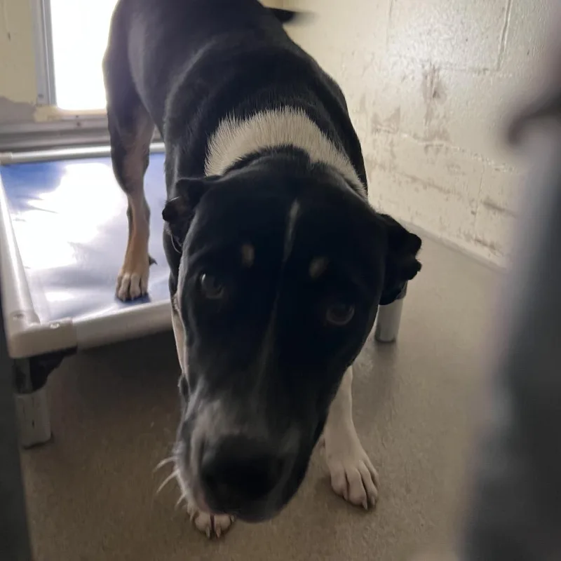 A young large-sized male Black American Staffordshire Terrier dog named Angus for adoption in Galveston, TX