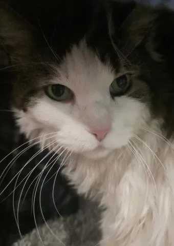 Domino