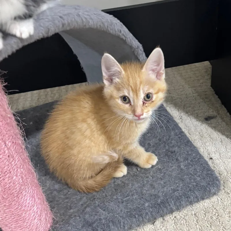 A baby medium-sized male Orange & White Domestic Short Hair cat named Christan Adore for adoption in Columbia, MO