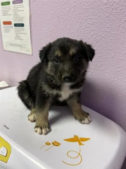 A baby small-sized female Black Husky dog named Honey for adoption in El Paso, TX