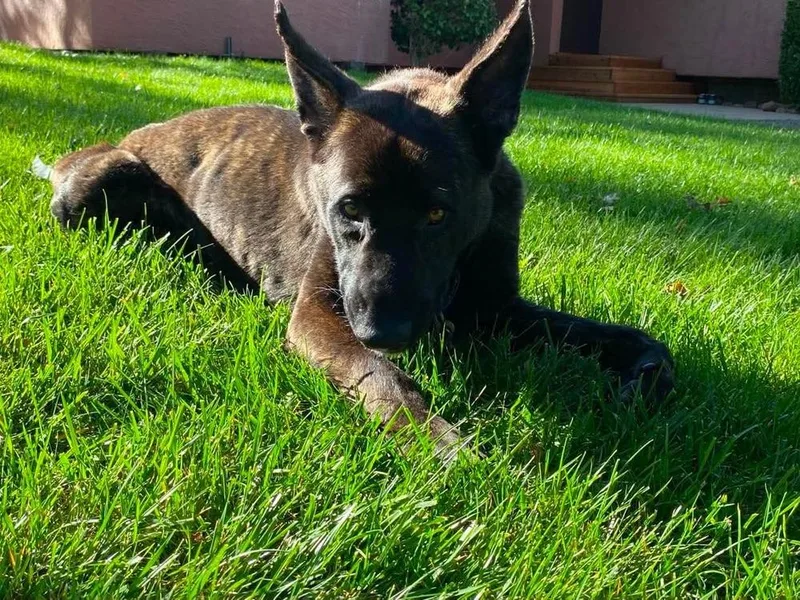 A young large-sized male Dutch Shepherd dog named Lucca Located in CA for adoption in Imlay City, MI