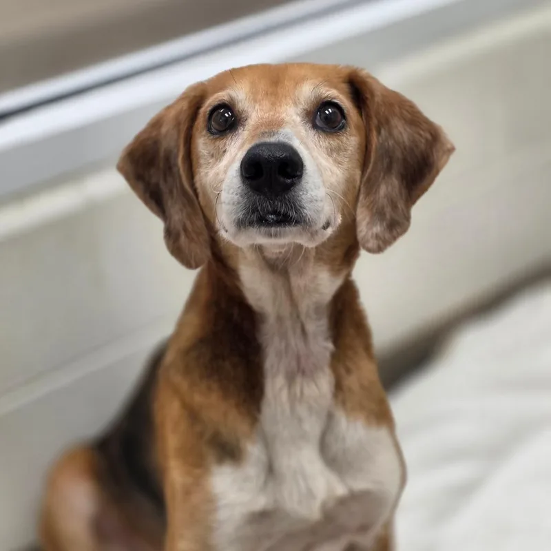 An adult medium-sized female Brown / Chocolate Hound dog named St Helens for adoption in Chatham, VA