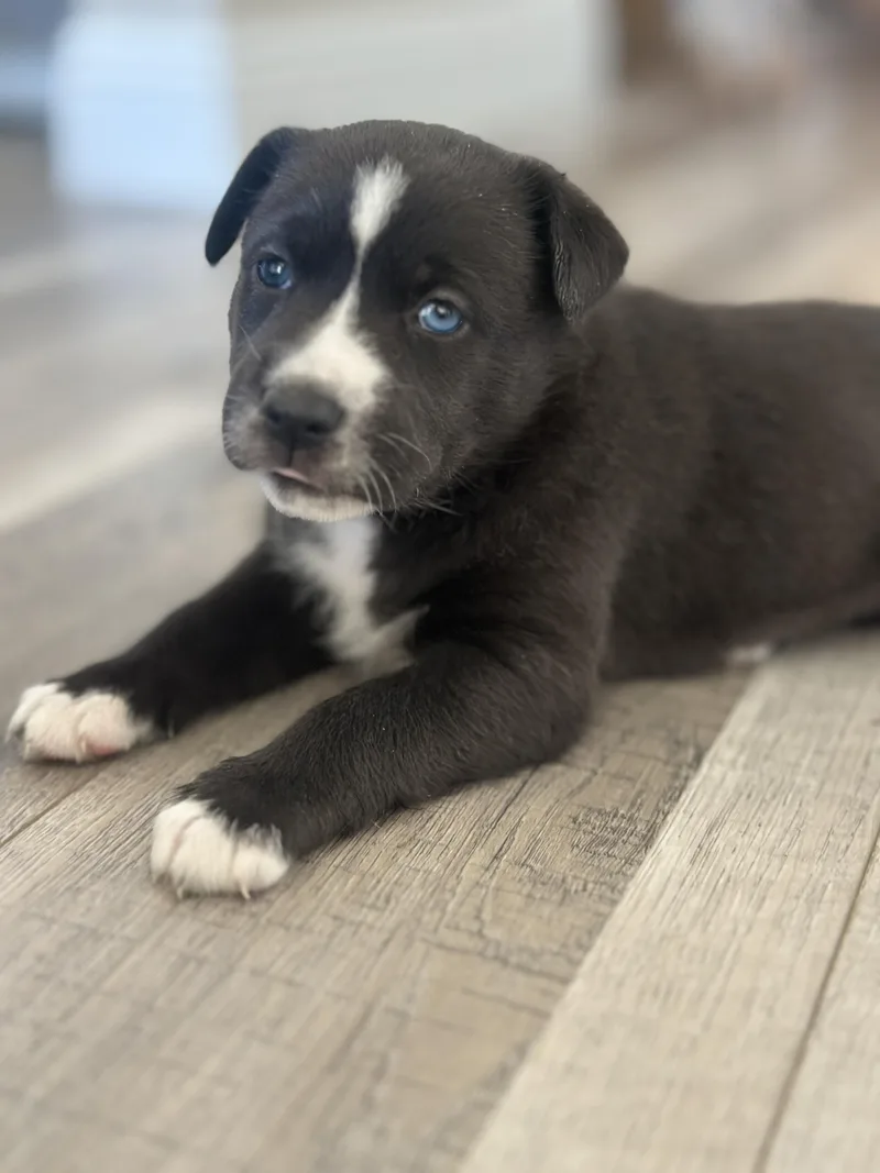 Puppy Violet thumbnail 3