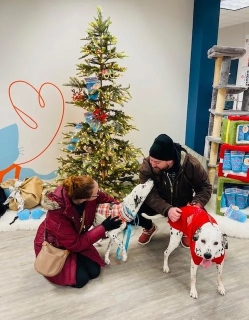 An adult medium-sized male Dalmatian dog named Checkers  Camo for adoption in Minneapolis, MN