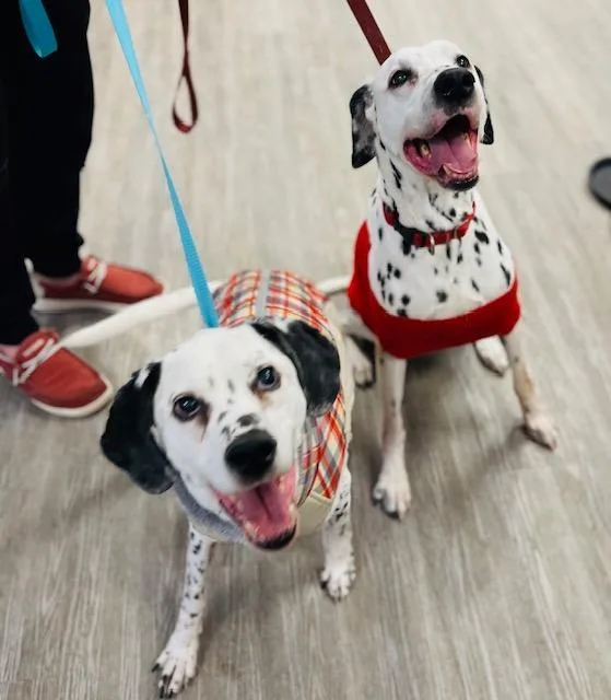 Checkers  Camo thumbnail 2