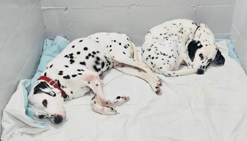 Checkers  Camo thumbnail 4