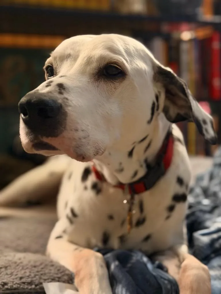 Checkers  Camo thumbnail 5