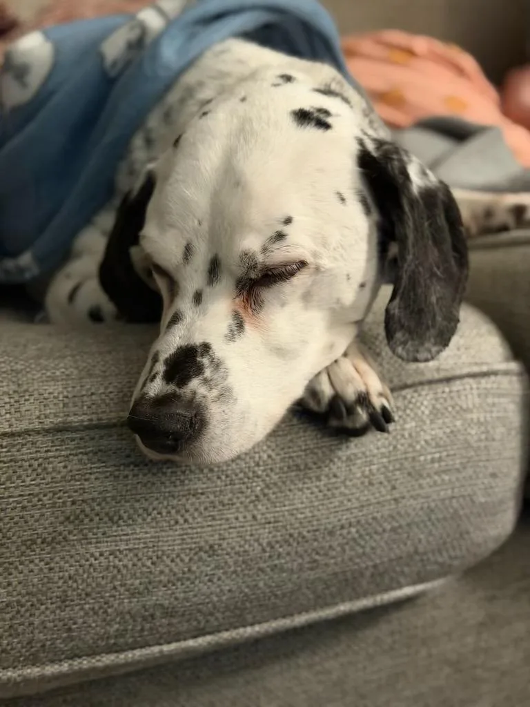 Checkers  Camo thumbnail 6