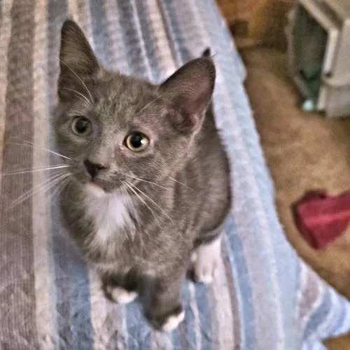 A baby medium-sized male Gray & White Domestic Short Hair cat named Nash for adoption in Rutherfordton, NC