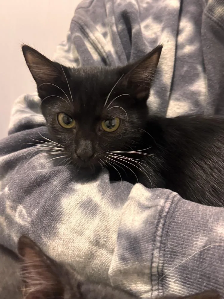 A baby small-sized female Black & White / Tuxedo Domestic Short Hair cat named Miley Kay for adoption in Dallas, TX