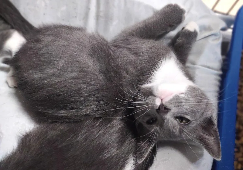 A baby medium-sized female Gray & White Domestic Short Hair cat named Anne Hathaway for adoption in Albemarle, NC