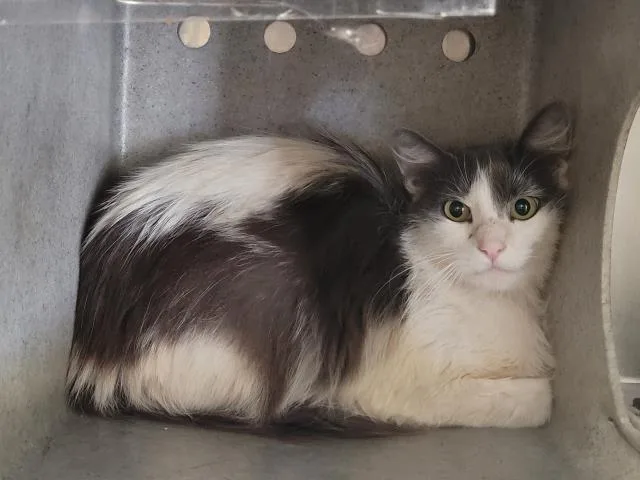 A young large-sized female Domestic Short Hair cat named A for adoption in San Pedro, CA