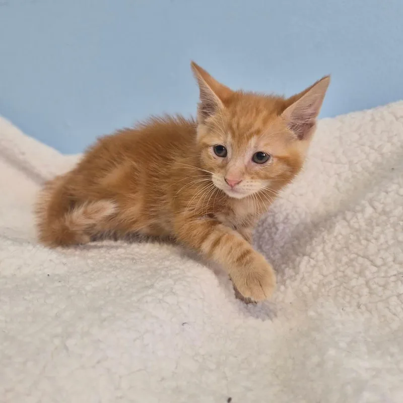 A baby small-sized male Domestic Short Hair cat named Nick for adoption in Wahiawa, HI