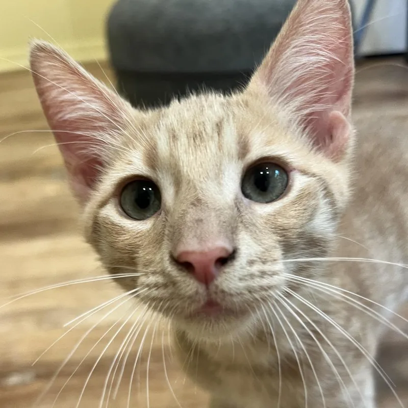 A baby medium-sized male Orange / Red Domestic Short Hair cat named Achilles for adoption in San Diego, CA