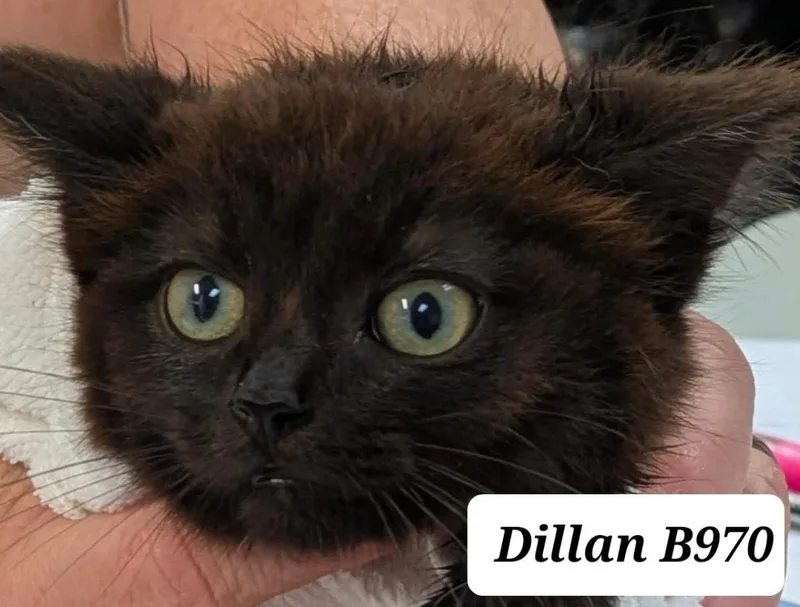 A baby medium-sized male Brown / Chocolate Domestic Medium Hair cat named Dillan for adoption in Morganton, NC