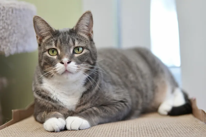 An adult medium-sized female Tabby (Gray / Blue / Silver) Domestic Short Hair cat named Dottie Minerva for adoption in Davenport, IA