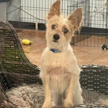A young small-sized male Terrier dog named Archie for adoption in Lafayette, CA