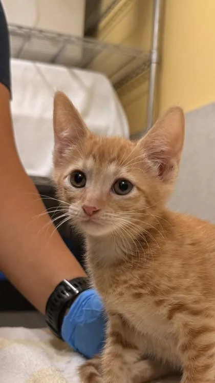 A baby small-sized female Domestic Short Hair cat named Pikake for adoption in Honolulu, HI