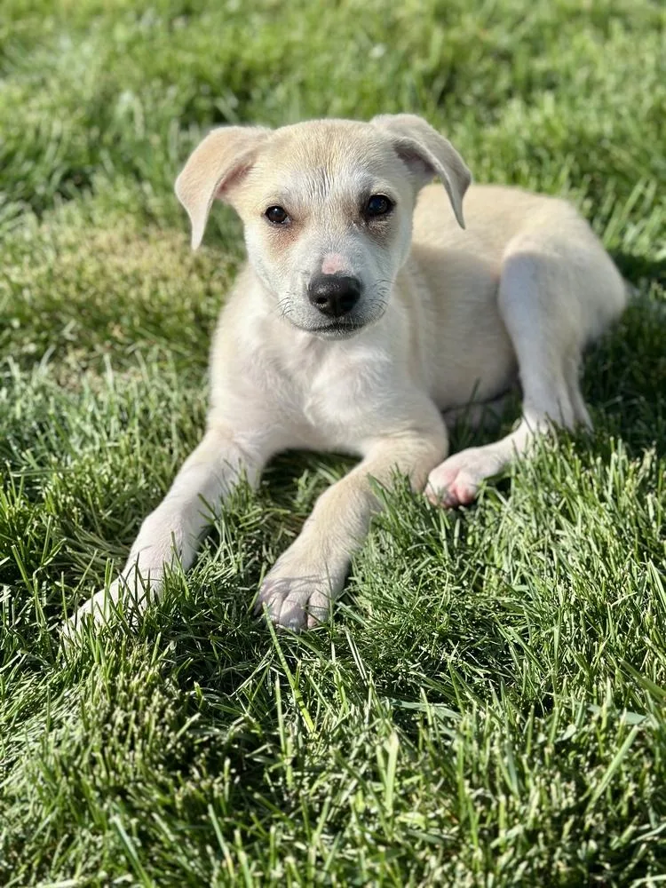 A baby medium-sized male White / Cream Hound dog named Brooks for adoption in Greenlawn, NY