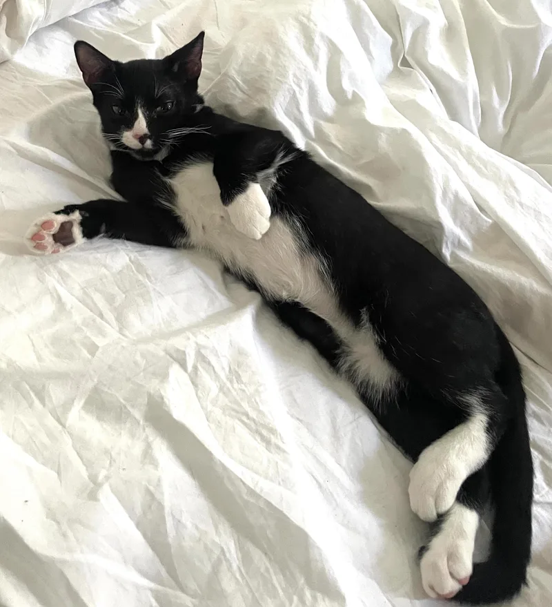 A young medium-sized male Black & White / Tuxedo Domestic Short Hair cat named Nemo for adoption in Brooklyn, NY