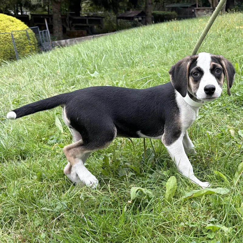 A baby medium-sized female Terrier dog named Amelia for adoption in Latrobe, PA