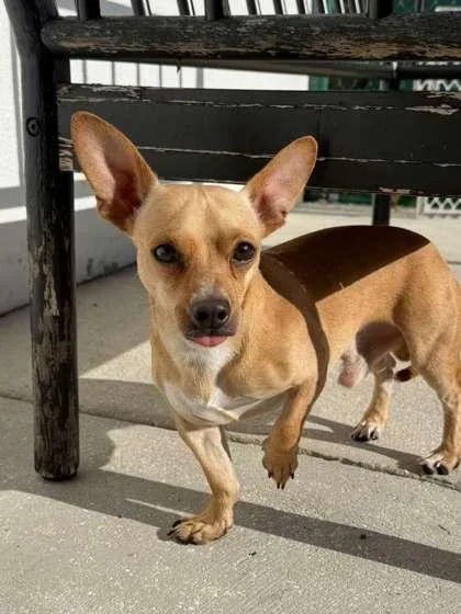 An adult small-sized male Chihuahua dog named Prince for adoption in North Miami Beach, FL