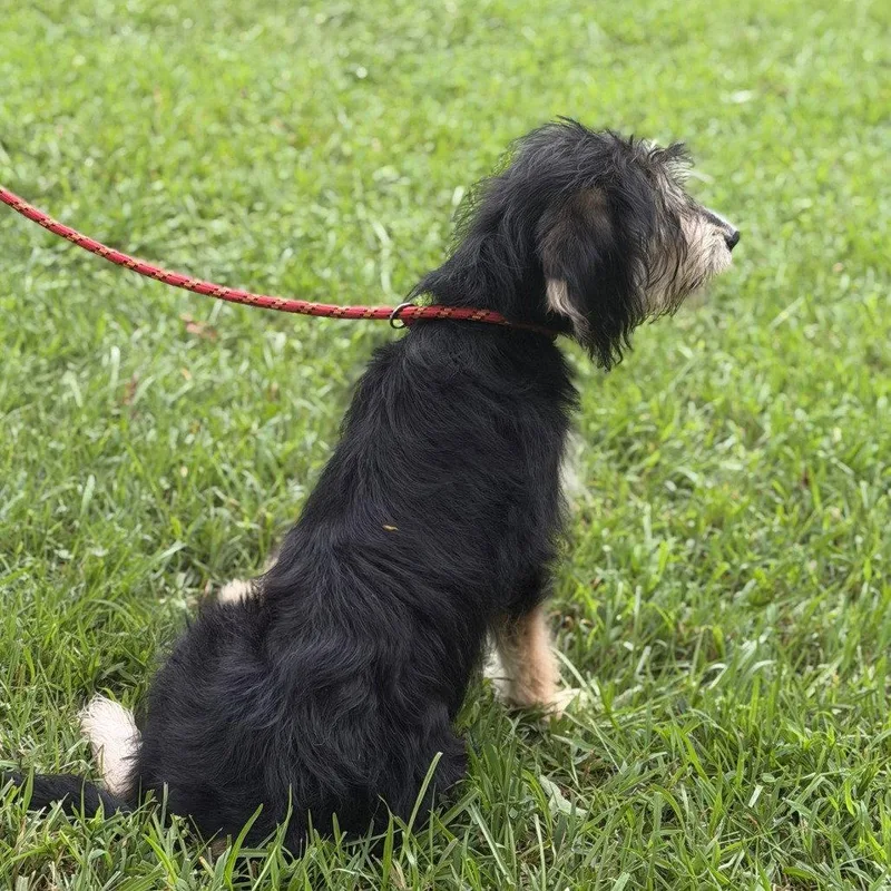 A baby small-sized female Schnauzer dog named Bella for adoption in Locust Fork, AL