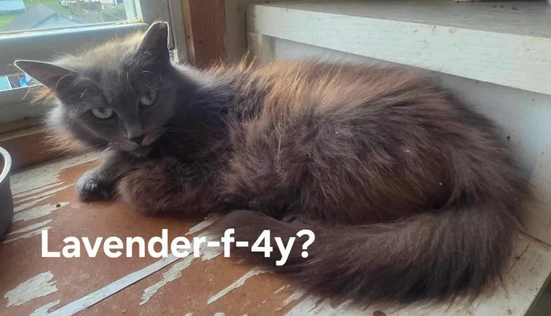 Lavender thumbnail 2