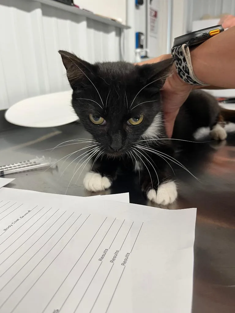 A young medium-sized female Domestic Short Hair cat named Boba silo for adoption in Pierceton, IN