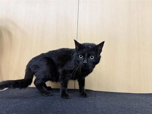 A young small-sized male Domestic Short Hair cat named Vader for adoption in Saint Louis, MO